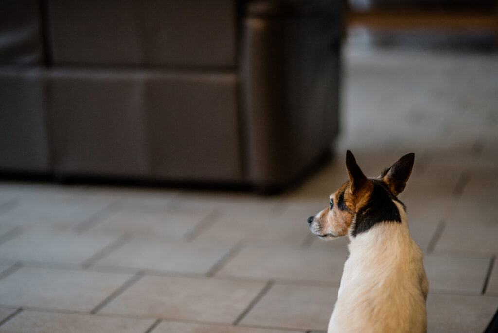 Anthony Lemoine Photographe