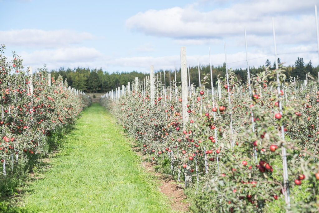 Anthony Lemoine Photographe