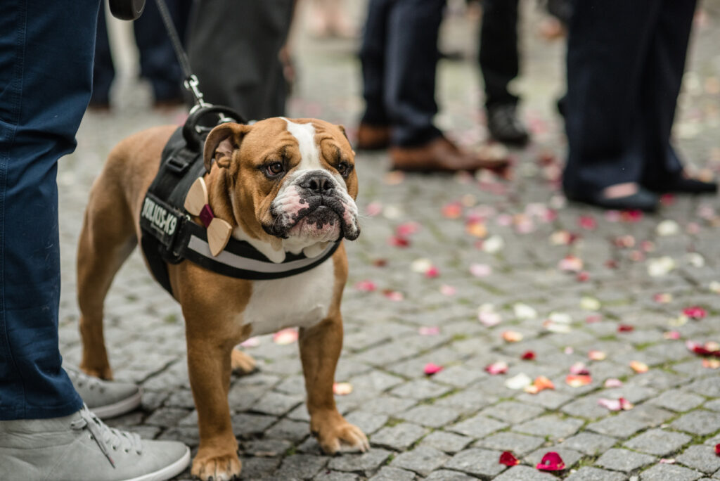 Anthony Lemoine Photographe